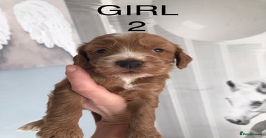 Labradoodle dogs - Advert 3