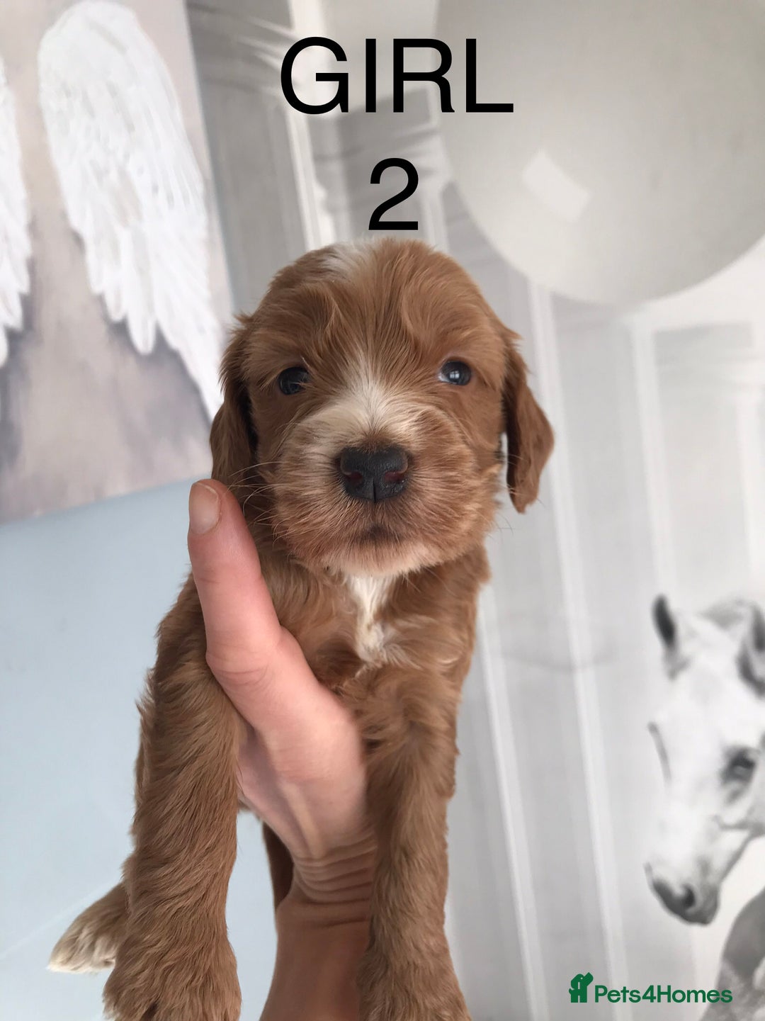 Labradoodle dogs for sale: Miniature Australian Labradoodles - Image 2