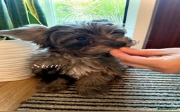 Yorkshire Terrier dogs for sale: Colourful Biewer Yorkshire terriers  - Advert 5