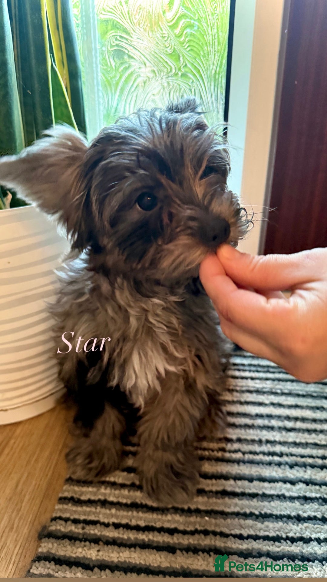 Yorkshire Terrier dogs for sale: Colourful Biewer Yorkshire terriers  - Advert 5