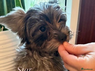 Yorkshire Terrier dogs Colourful Biewer Yorkshire terriers - Advert 10