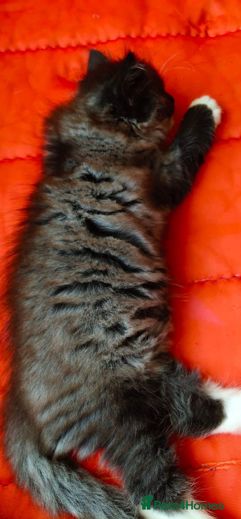 Mixed Breed cats KITTENS - Advert 2
