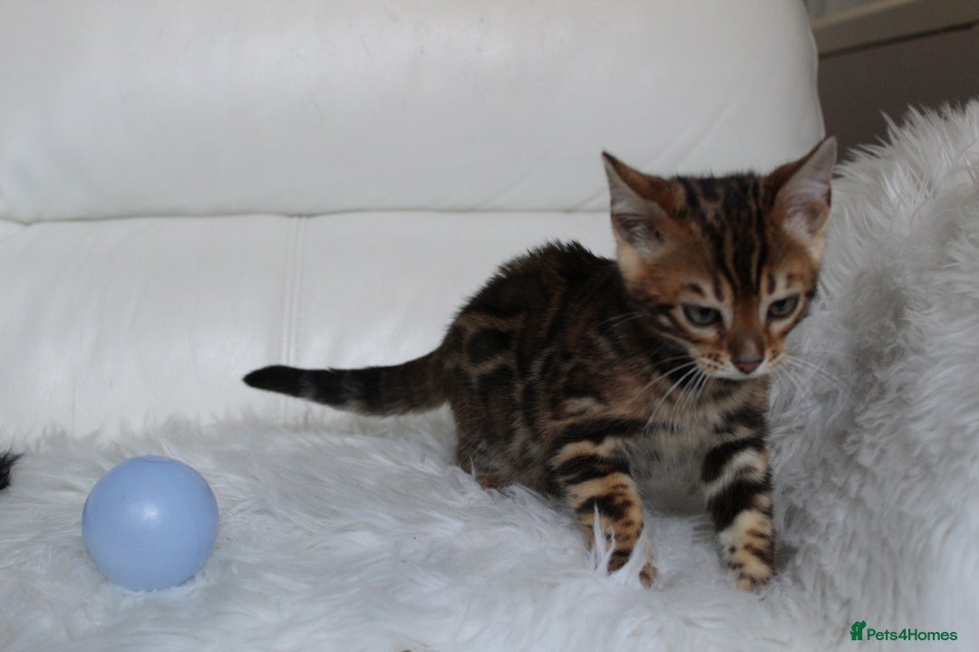 Bengal cats for sale: Beautiful Bengal kittens - Image 11