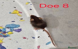 Mouse rodents for sale: Fancy Mice  - Image 4