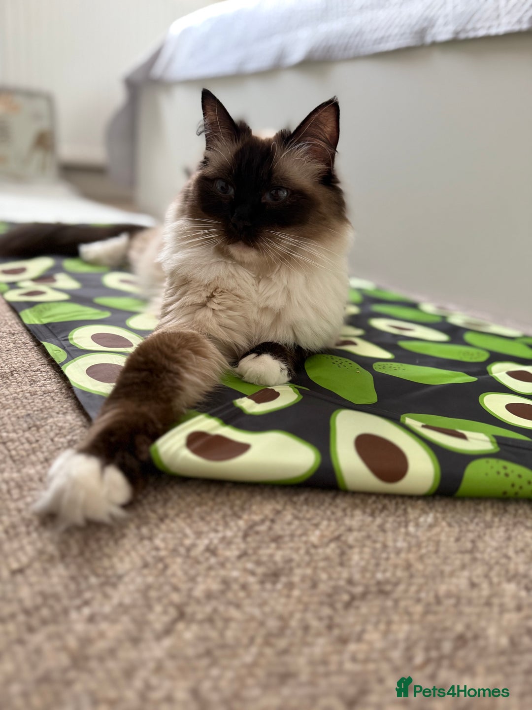 Ragdoll cats for sale: Beautiful Ragdol babies ready to leave  - Image 4