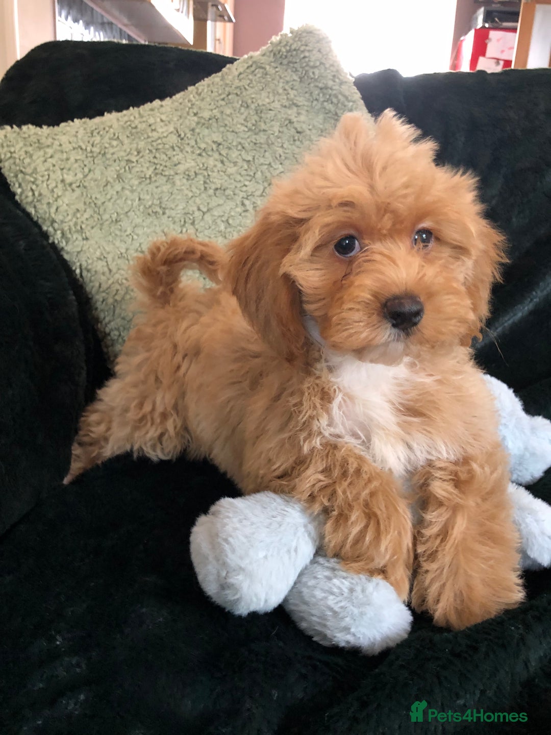 Mixed Breed dogs for sale: shihtzu x toy poodle puppies for sale - Image 6