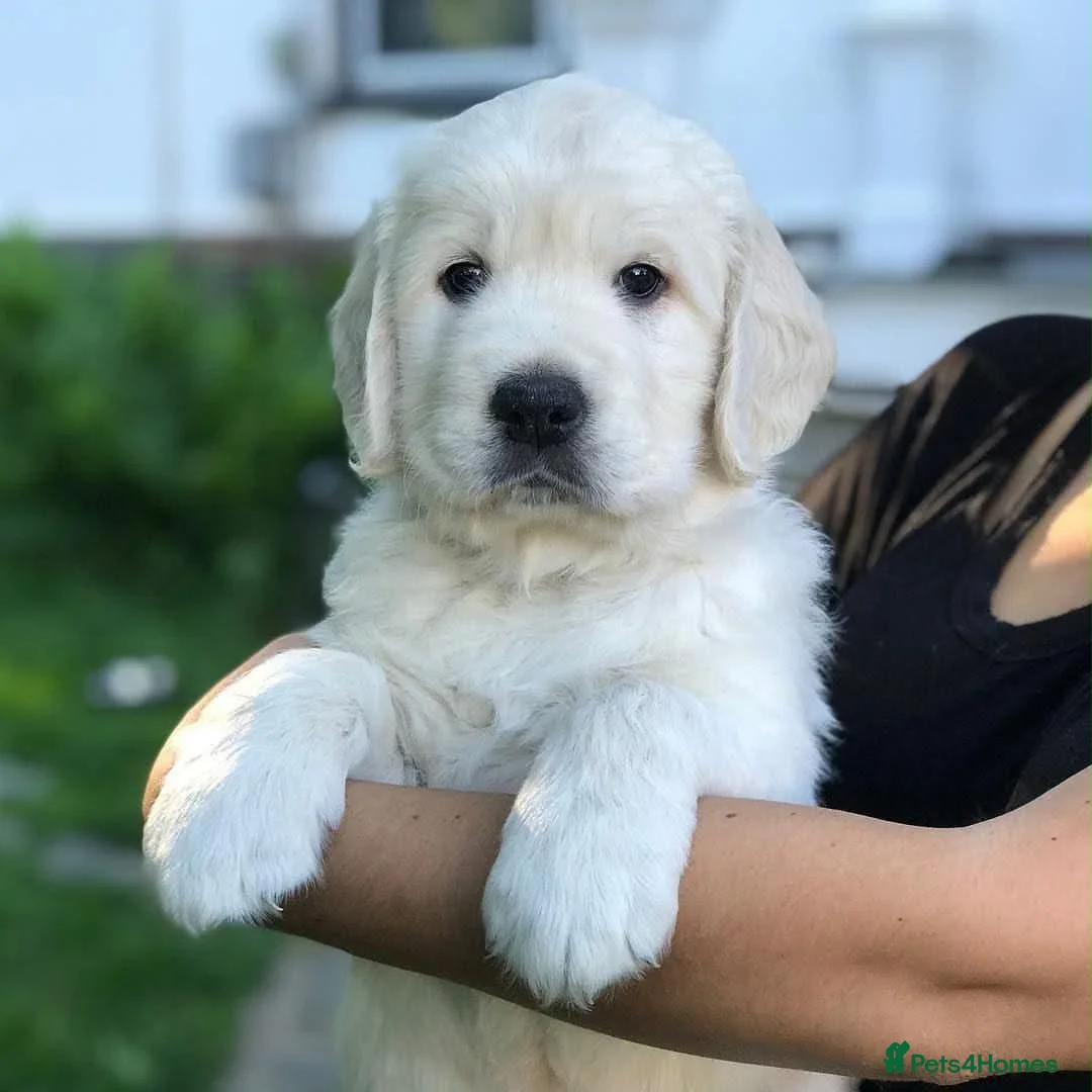 Golden Retriever dogs for sale: QUALITY CREAM GOLDEN RETRIEVER PUPPIES AVAILABLE  - Advert 11