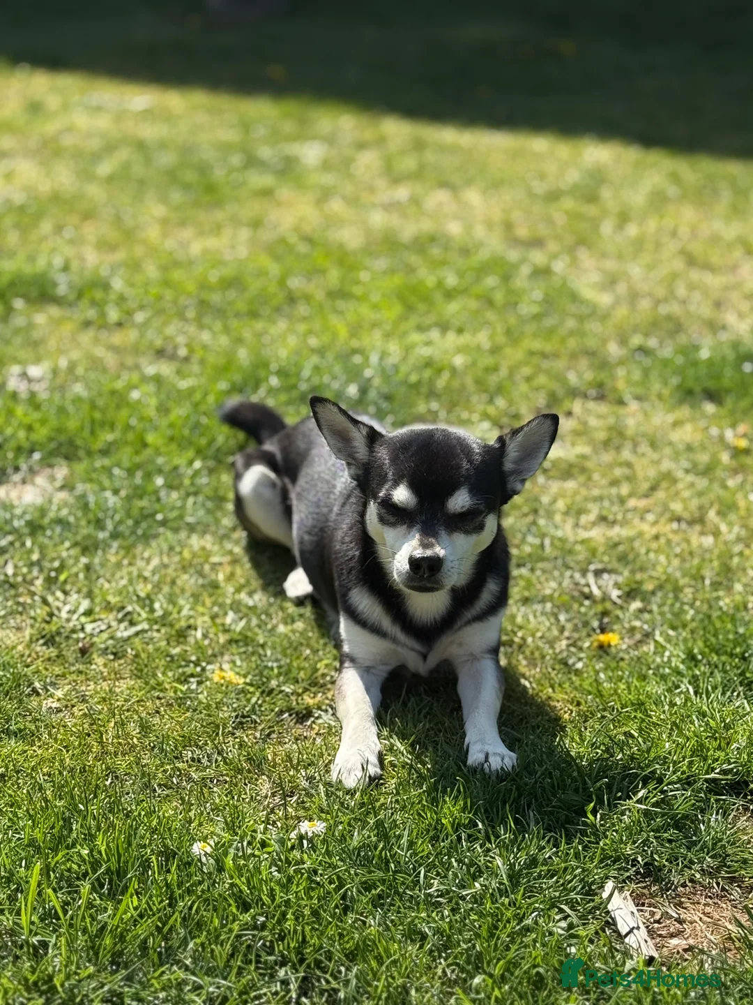 Mixed Breed dogs for sale: Chi-spaniels  - Advert 2