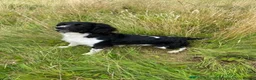 English Springer Spaniel dogs for sale: Springer spaniel puppies due soon  - Advert 10