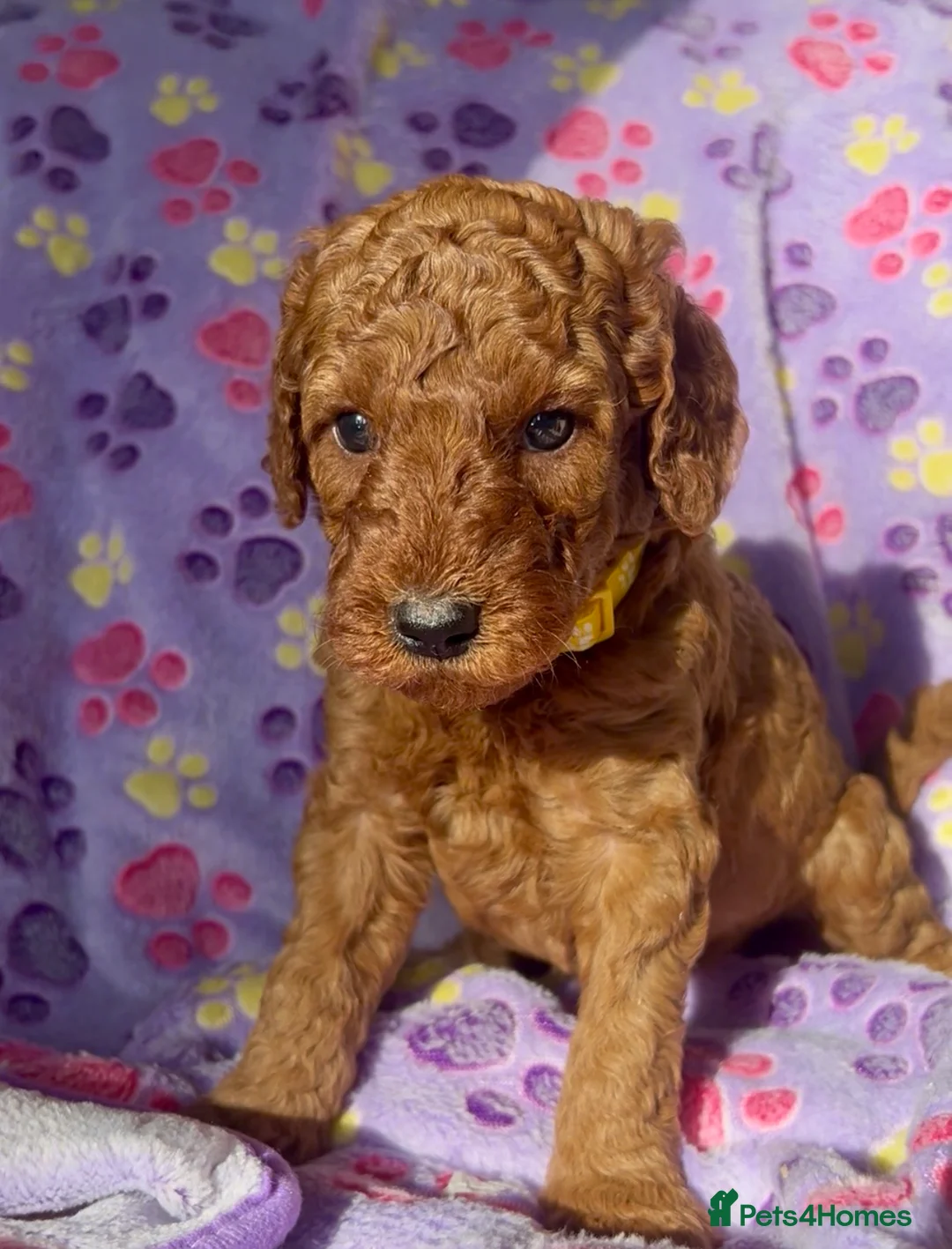 Mini Goldendoodle dogs for sale: Stunning Mini Irishdoodle health tested parents  - Advert 2