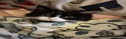 British Longhair cats for sale: Beautiful tuxedo long hair girl - Advert 11