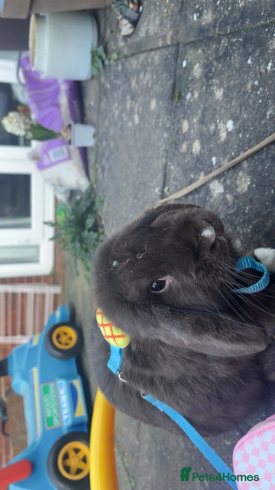 Mini Lop rabbits for sale: Chocolate mini lop buck for sale in Gravesend - Advert 2