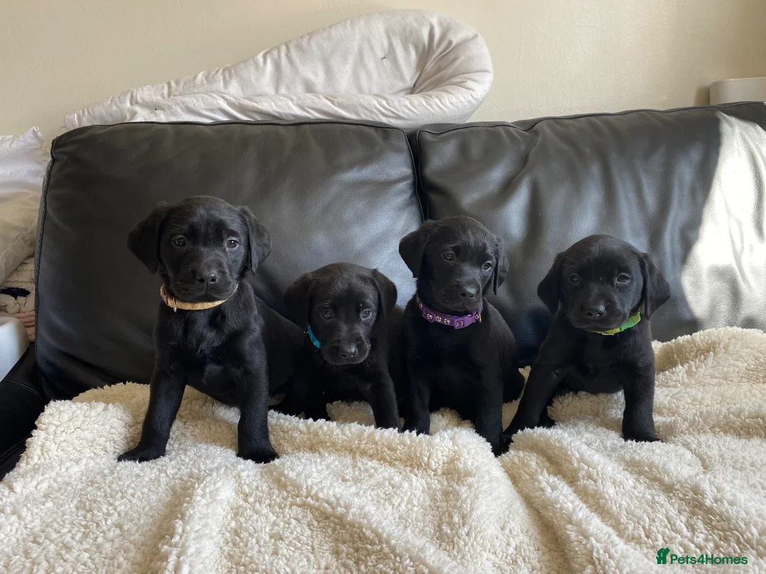 Labrador Retriever dogs for sale: Ready soon!! Chunky KC Labrador puppies.  - Advert 2