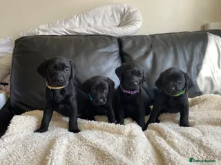 Labrador Retriever dogs Ready soon!! Chunky KC Labrador puppies. - Advert 6