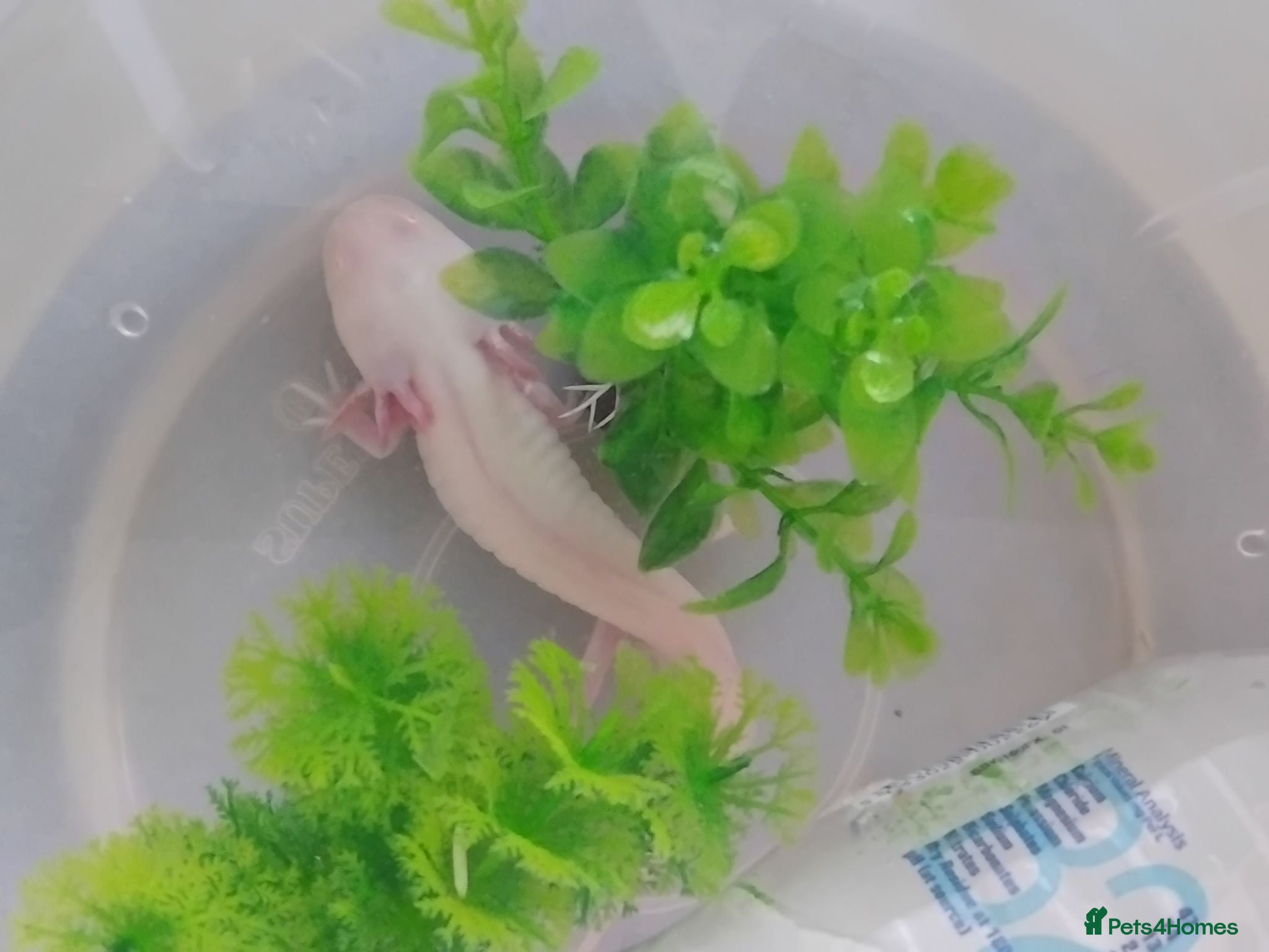 Axolotl reptiles Albino axolotl  - Advert 1