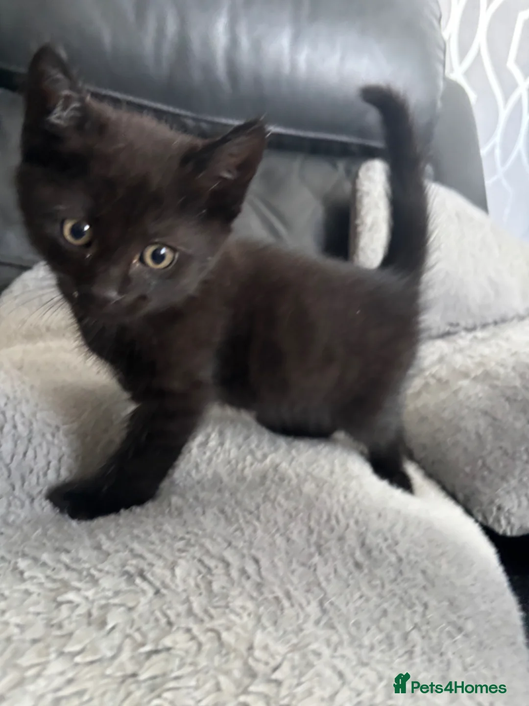 Mixed Breed cats for sale: 4 BEAUTIFUL KITTENS FOR SALE in Paignton - Advert 2