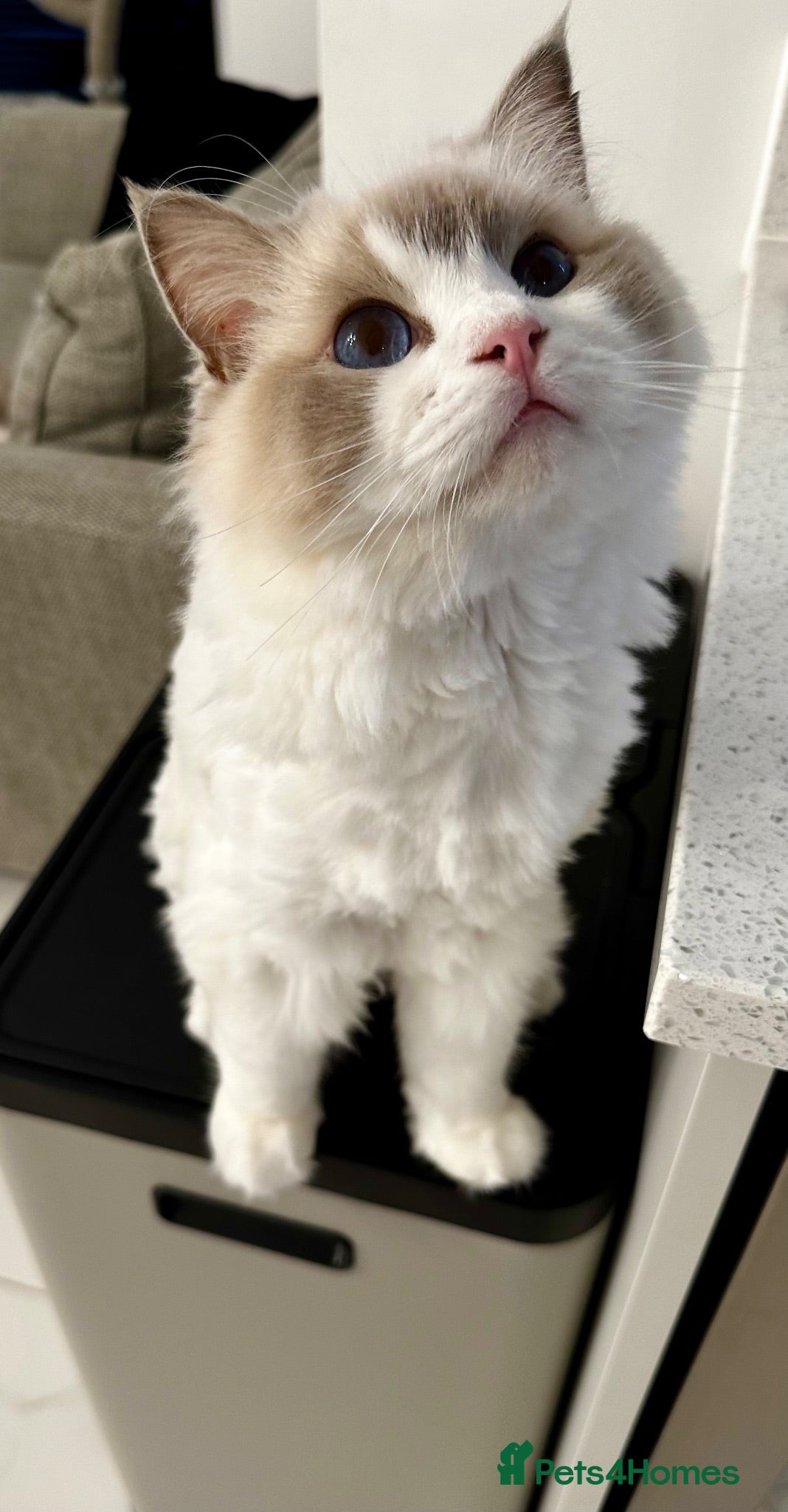 Ragdoll cats 💜 Lilac Lynx bicolour Ragdoll Girl 🩷  - Advert 11
