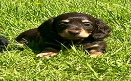 Miniature Dachshund dogs for sale: Beautiful long haired miniature dachshund puppies  - Image 14