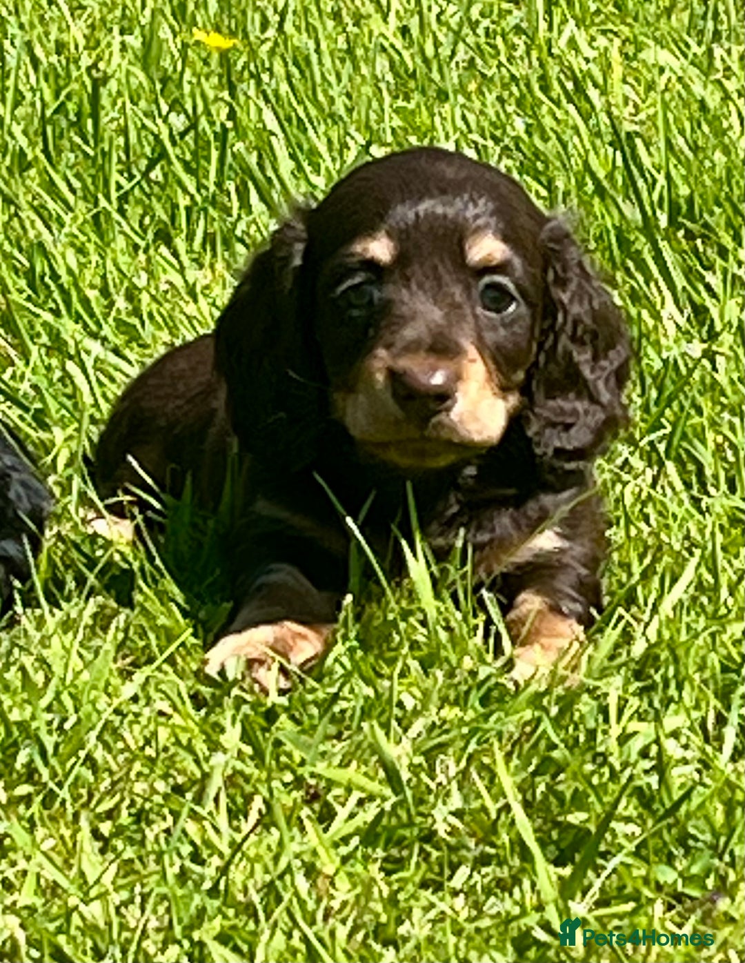 Miniature Dachshund dogs for sale: Beautiful long haired miniature dachshund puppies  - Image 14