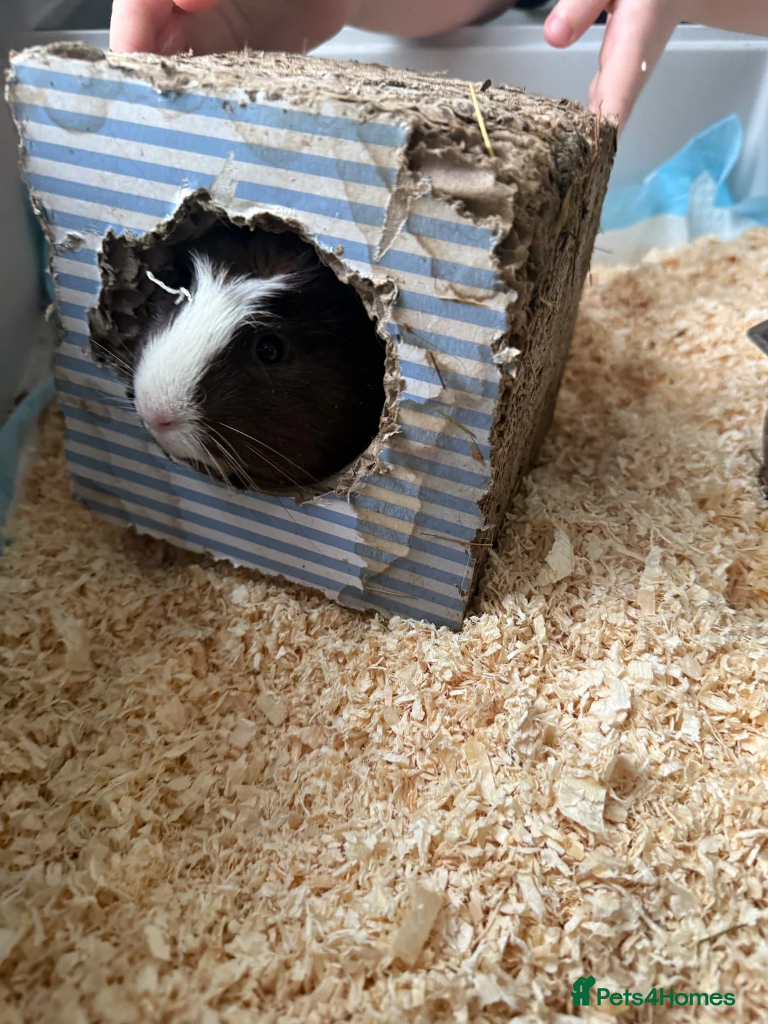 Guinea Pig rodents for sale: Guinea pigs for sale  in Chesterfield - Advert 1