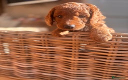Cockapoo dogs for sale: Gorgeous Deep Red Cockapoos  - Image 2