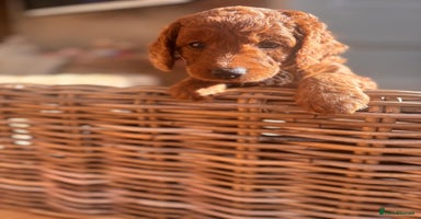 Cockapoo dogs - Advert 9