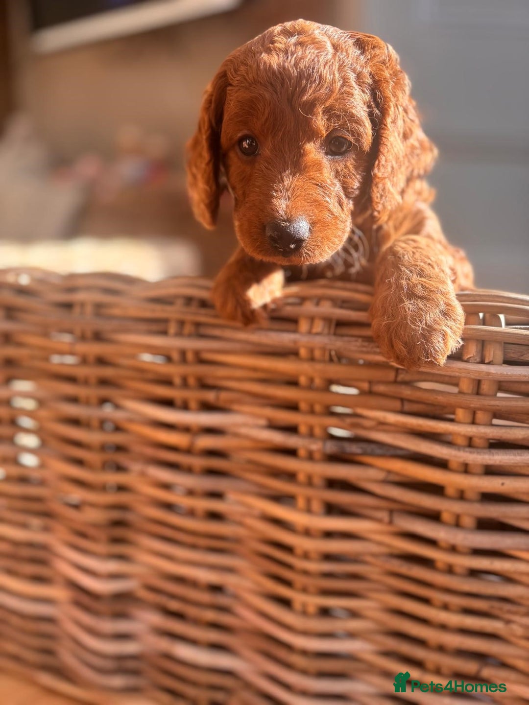 Cockapoo dogs for sale: Gorgeous Deep Red Cockapoos  - Image 2