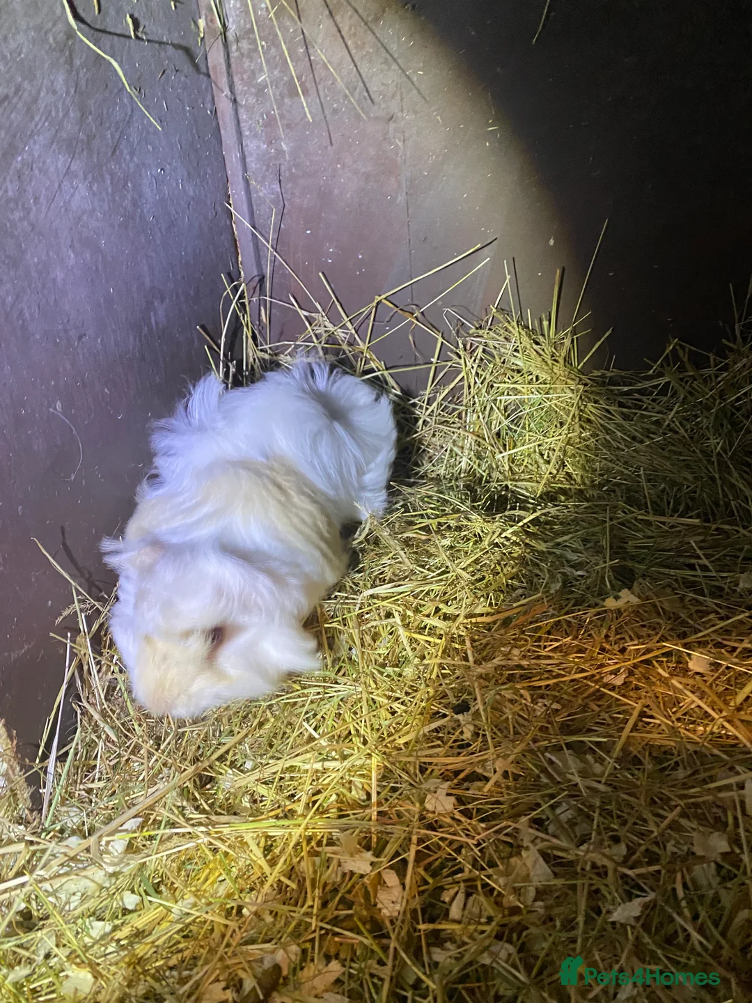 Guinea Pig rodents for sale: Peruvian Guinea pigs  - Advert 16