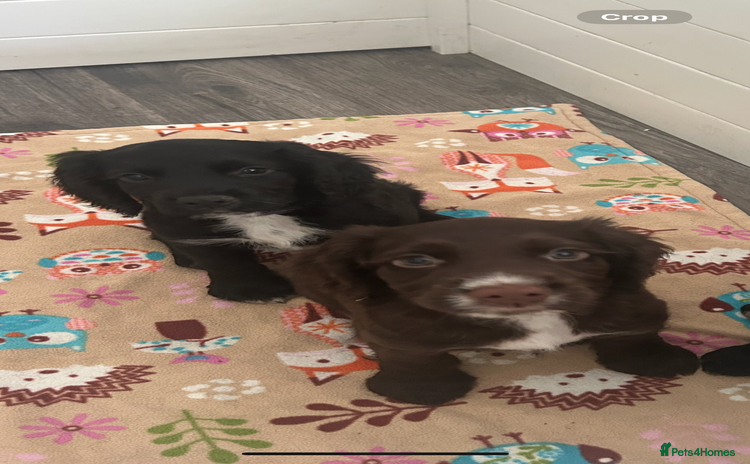 Cocker Spaniel dogs - Advert 15