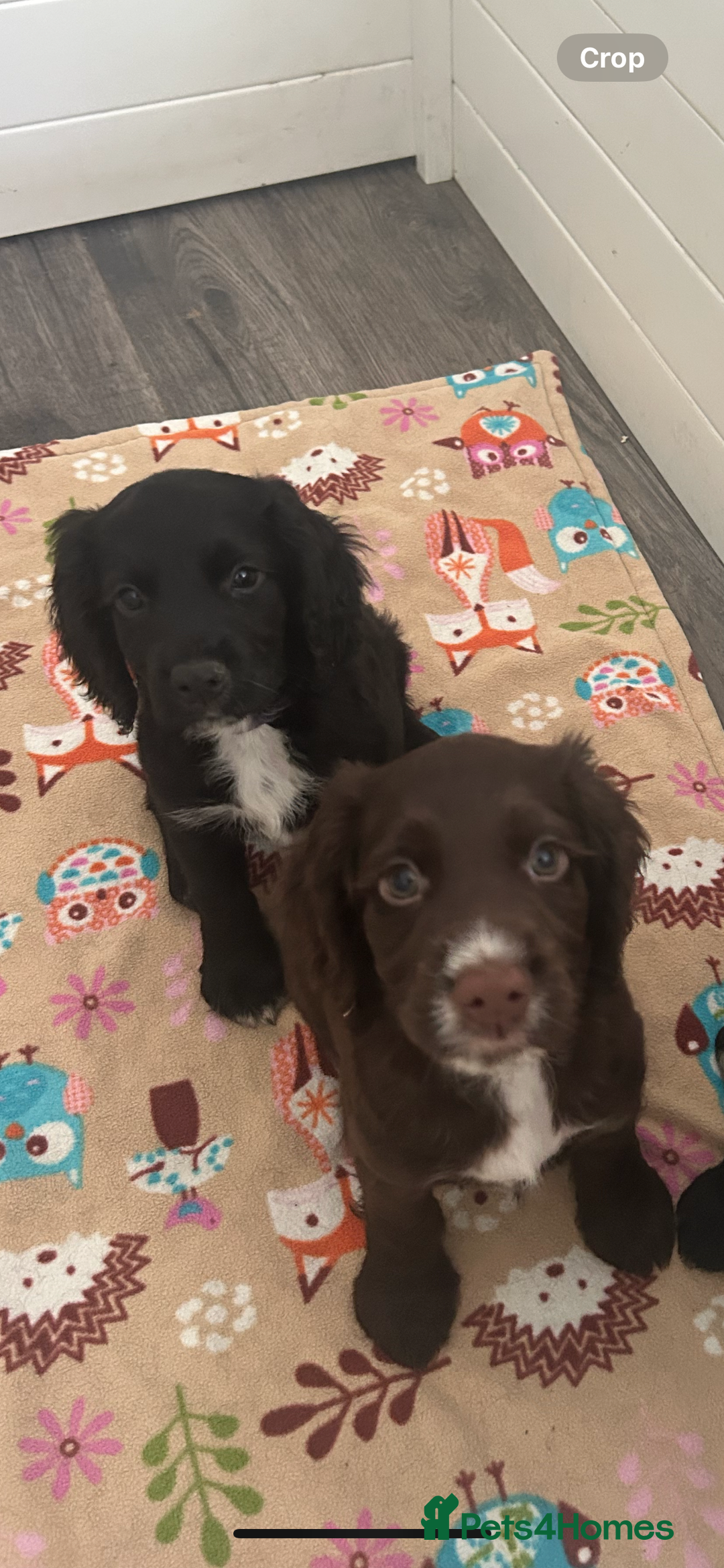 Cocker Spaniel dogs for sale: Last chocolate working cocker spaniel puppy  - Image 6
