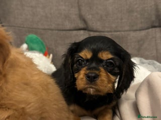 Cavalier King Charles Spaniel dogs Black and Tan Girl KC Cavalier - Advert 3