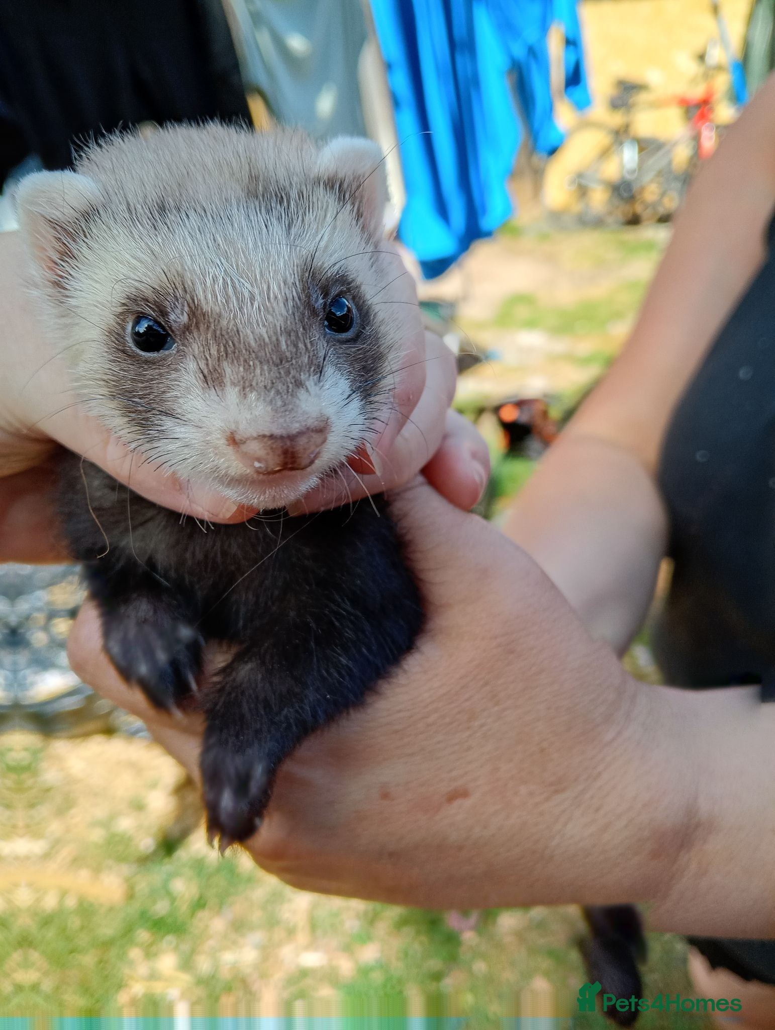 Ferret rodents Ferret hob kits - Advert 1
