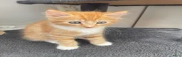 Mixed Breed cats for sale: Beautiful male half-Ragdoll kitten - Advert 9
