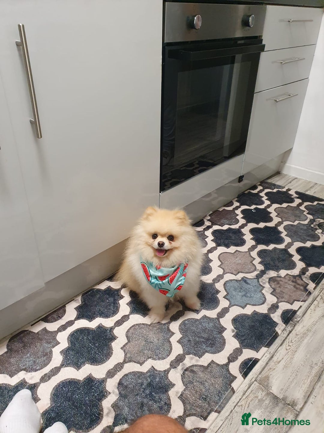 Pomeranian dogs for sale: pomeranian puppies ** size 🥰 - Image 8