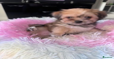 Mixed Breed dogs - Advert 2