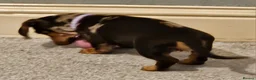 Miniature Dachshund dogs for sale: Miniature dachshund called Coco - Advert 11