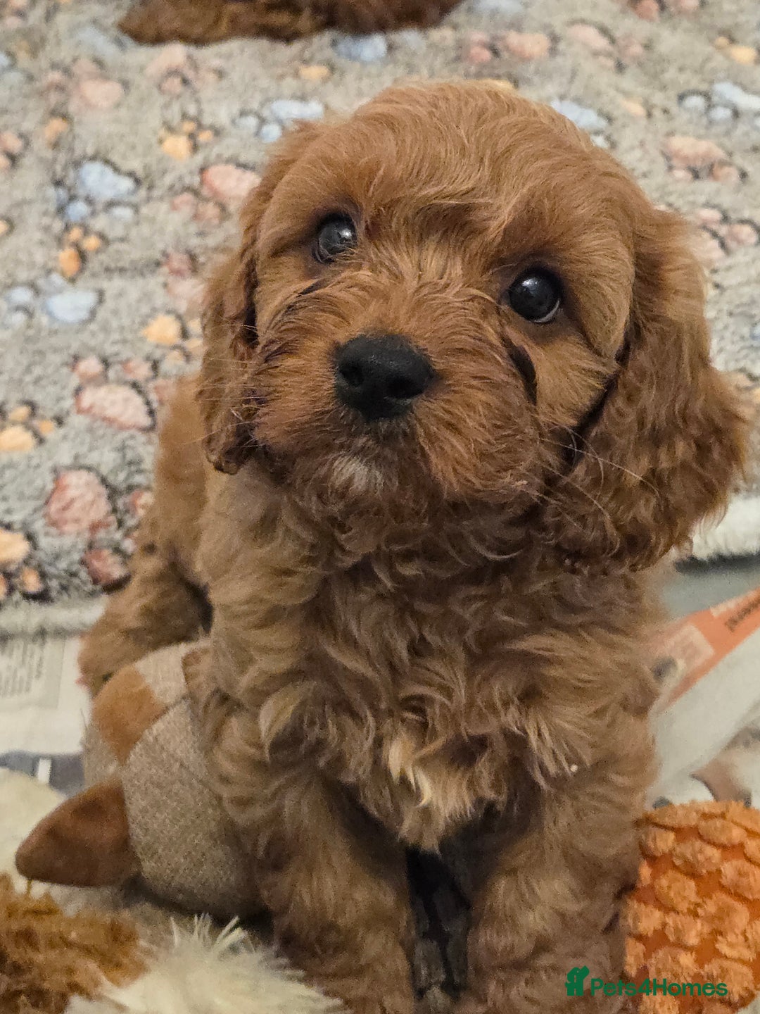 Cavapoo dogs for sale: Gorgeous Red Cavapoo Puppies - Advert 7