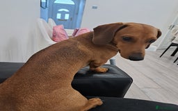 Dachshund dogs for stud: Gorgeous standard red Dachshund for stud in Slough - Image 6
