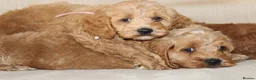 American Cocker Spaniel dogs for sale: American Cockapoo Puppies – Health Tested Parents - Advert 4