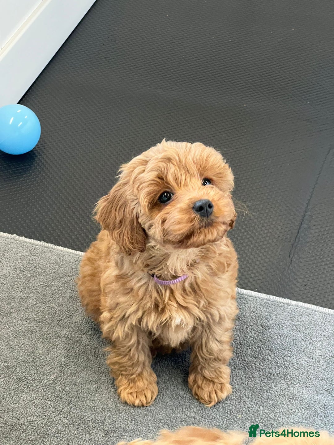 Cockapoo dogs for sale: F2 Cockerpoos Ready for their new homes. - Advert 28