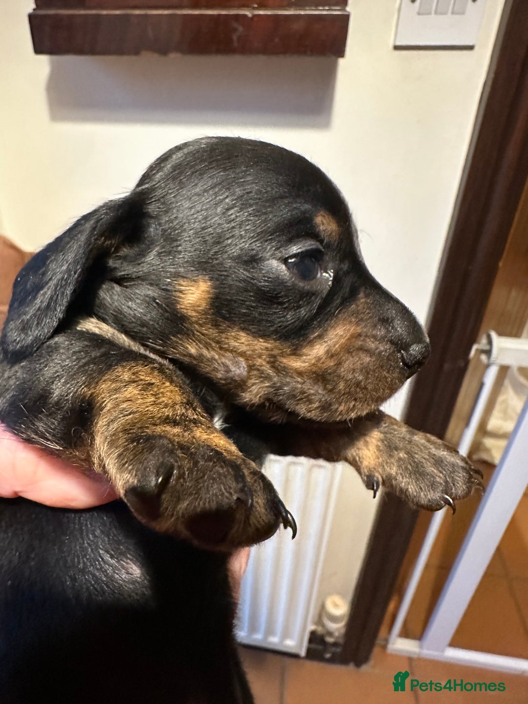 Miniature Dachshund dogs for sale: Ready Soon - Gorgeous KC Reg. Miniature Dachshund - Advert 26
