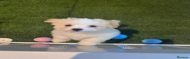 Coton De Tulear 3