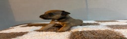 Mixed Breed dogs for sale: 6 Lakeland x Russell puppies  - Advert 6