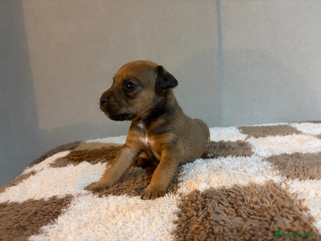 Mixed Breed dogs for sale: 6 Lakeland x Russell puppies  - Advert 6