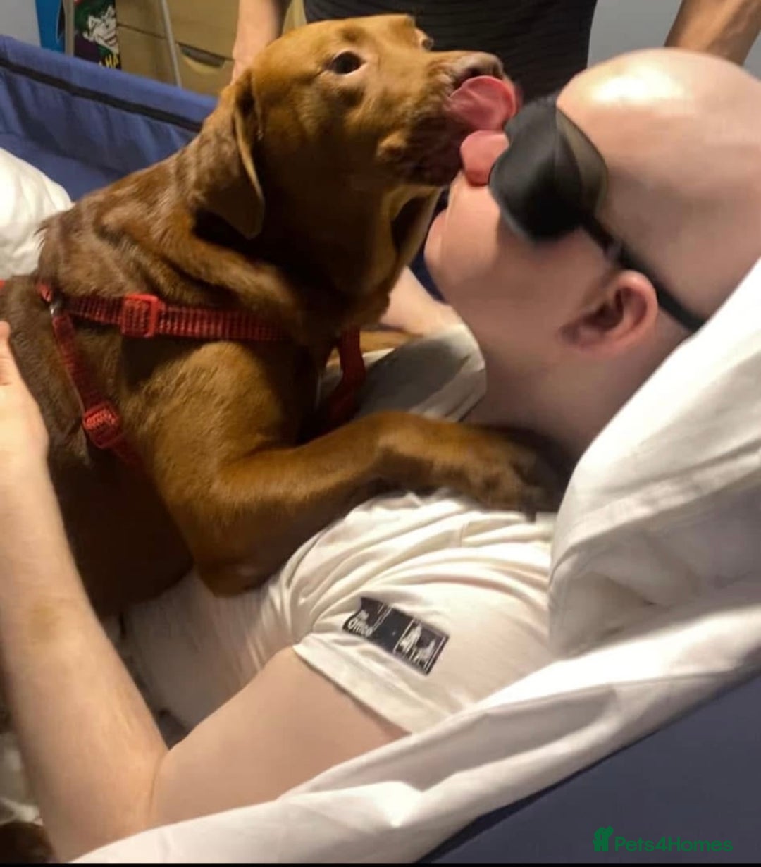 Labrador Retriever dogs for sale: Labrador Puppies - Advert 34