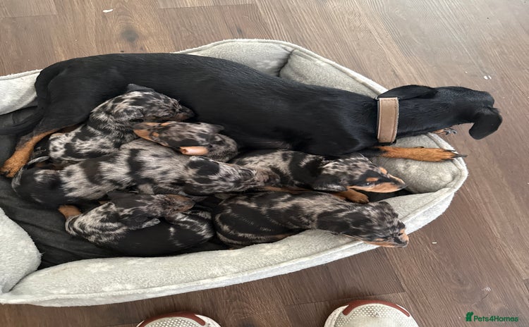 Dachshund dogs - Advert 4