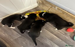 Mixed Breed dogs for sale: Border Collie x Whippet  - Image 4