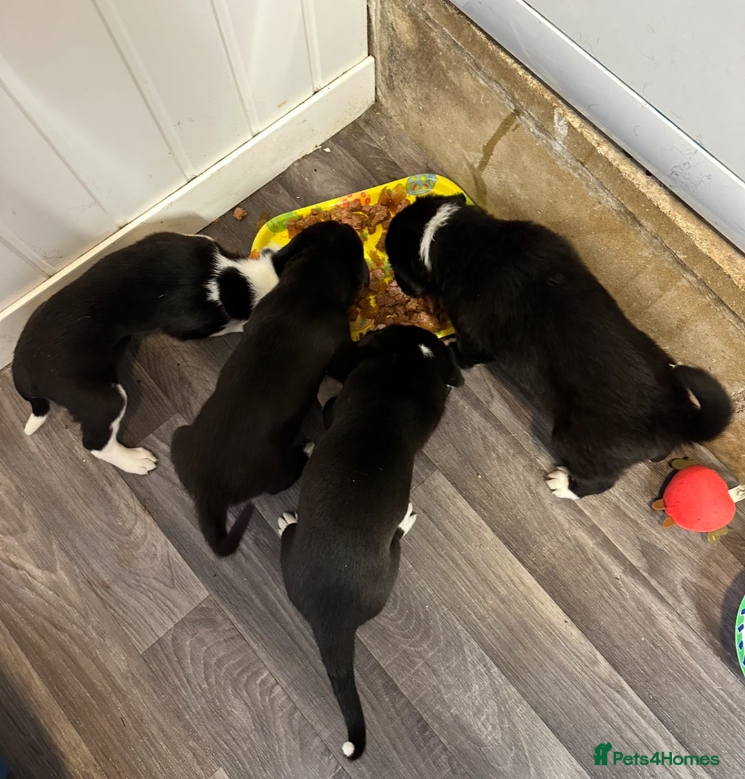 Mixed Breed dogs for sale: Border Collie x Whippet  - Image 4