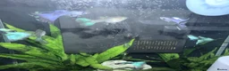 Cichlids fish for sale: GUPPIES / cichlids / SHRIMP/ platty  - Advert 1
