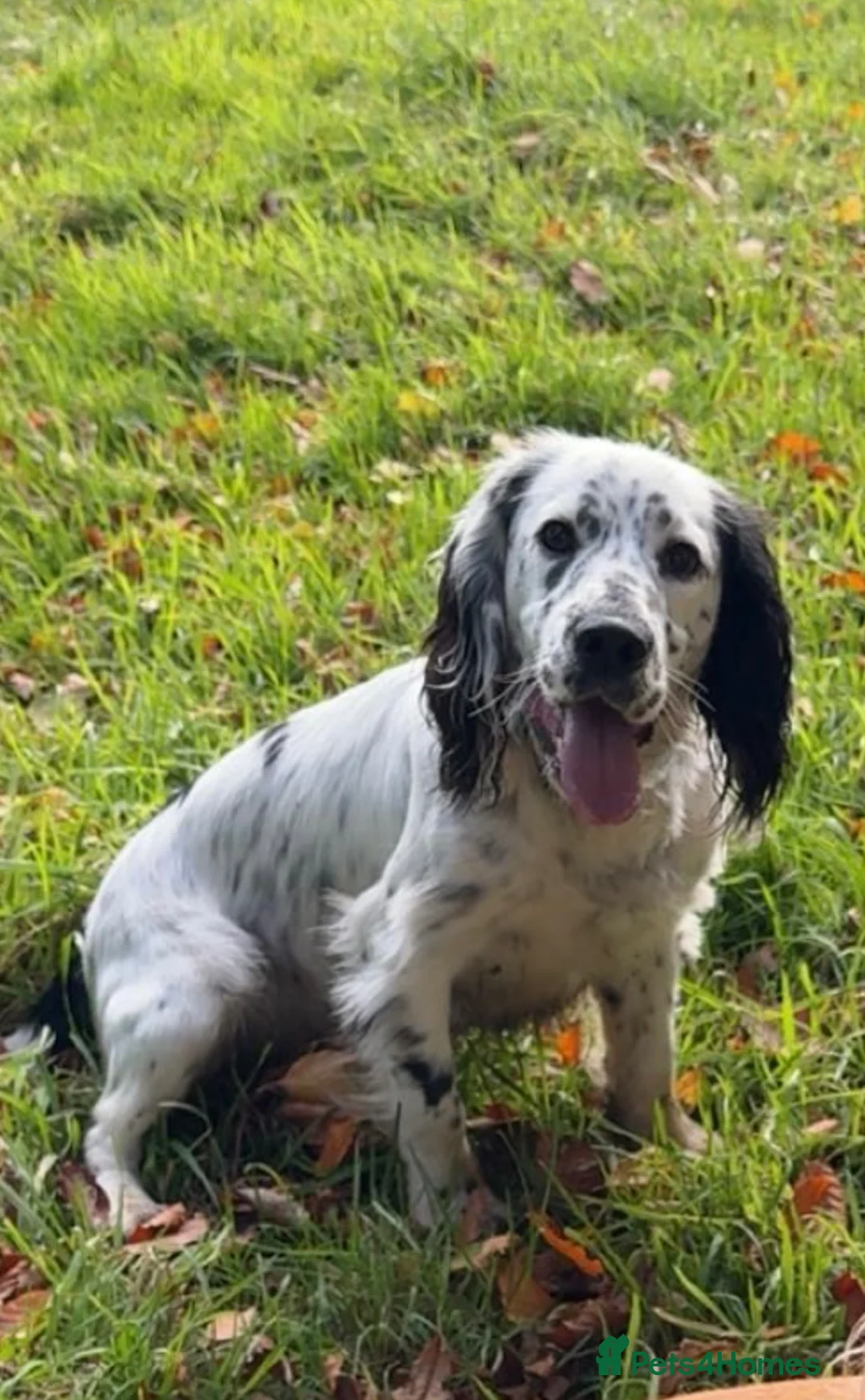 Cocker Spaniel dogs for stud: Cocker spaniel for stud - Advert 2